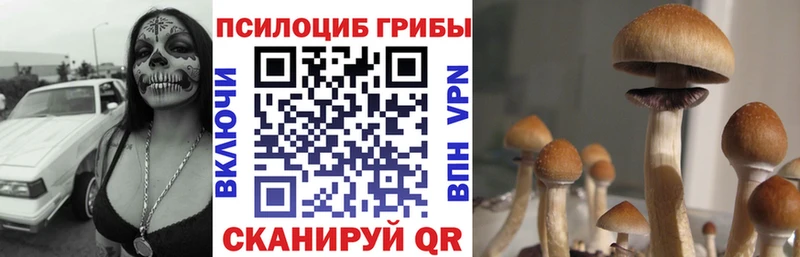 Купить где  Лениногорск  Галлюциногенные грибы Cubensis 